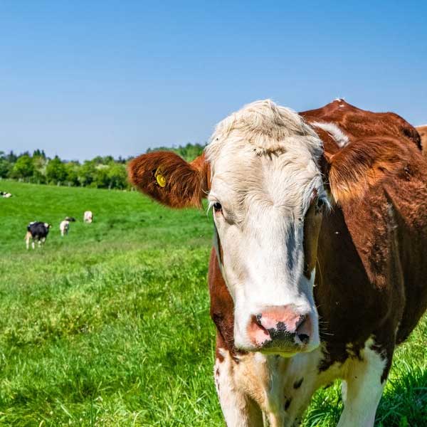 wadaniagrovet